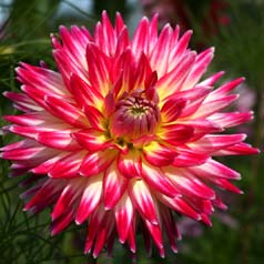 Dahlia Cactus 'Cha Cha'